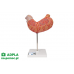 model żołądka człowieka, 2 części - 3b smart anatomy kat. 1000302 k15 3b scientific modele anatomiczne 6